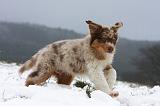 BERGER AUSTRALIEN PUPPIES 560